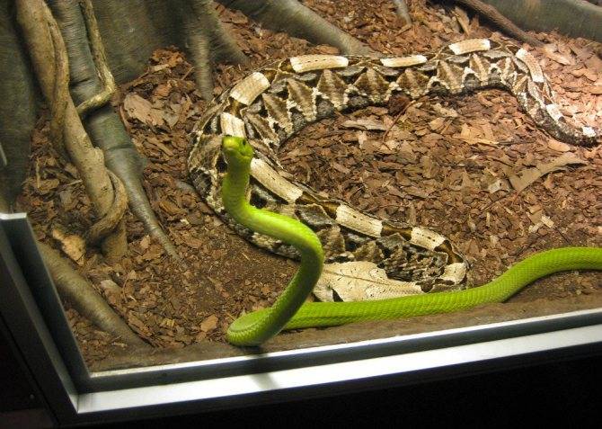 Зеленая змея: фото виды, питание, внешние отличия мамбы, полоза, гадюки, размеры, особенности характера