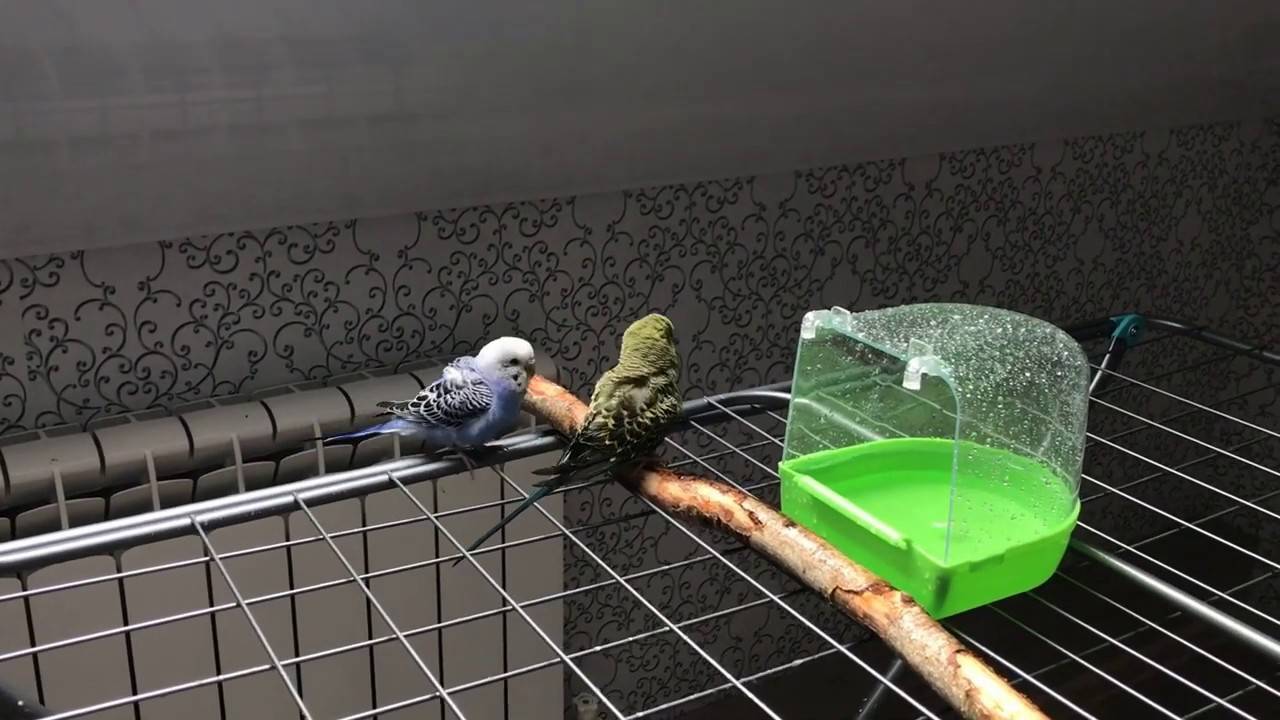 Купальня для попугая: как приучить купаться в купалке
