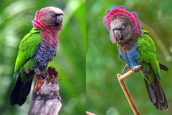 Веерные попугаи: происхождение названия, окрас