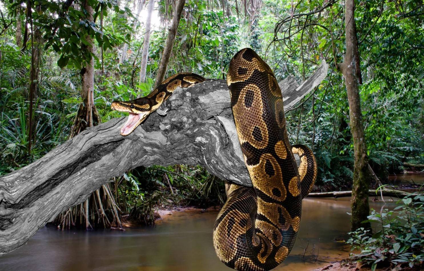 Самые большие змеи в мире: от некоторых лучше держаться подальше | voka.me