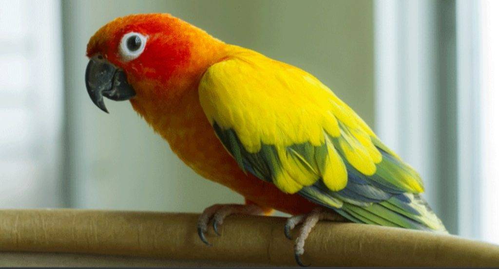 Солнечный аратинга — попугаи аратинги