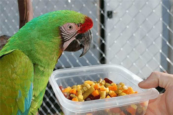 Чем можно покормить попугая если закончился корм