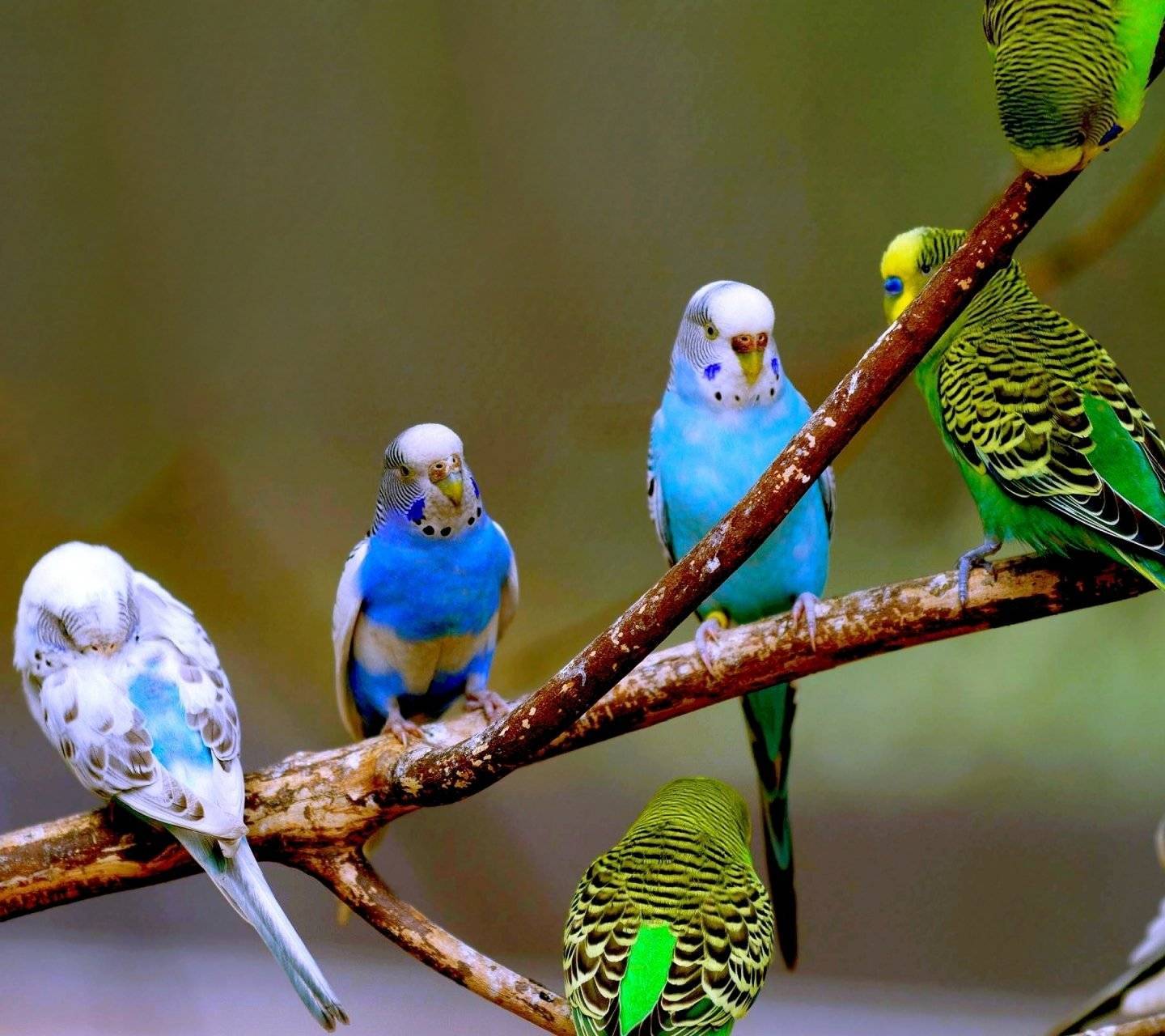 Родина волнистых попугаев
