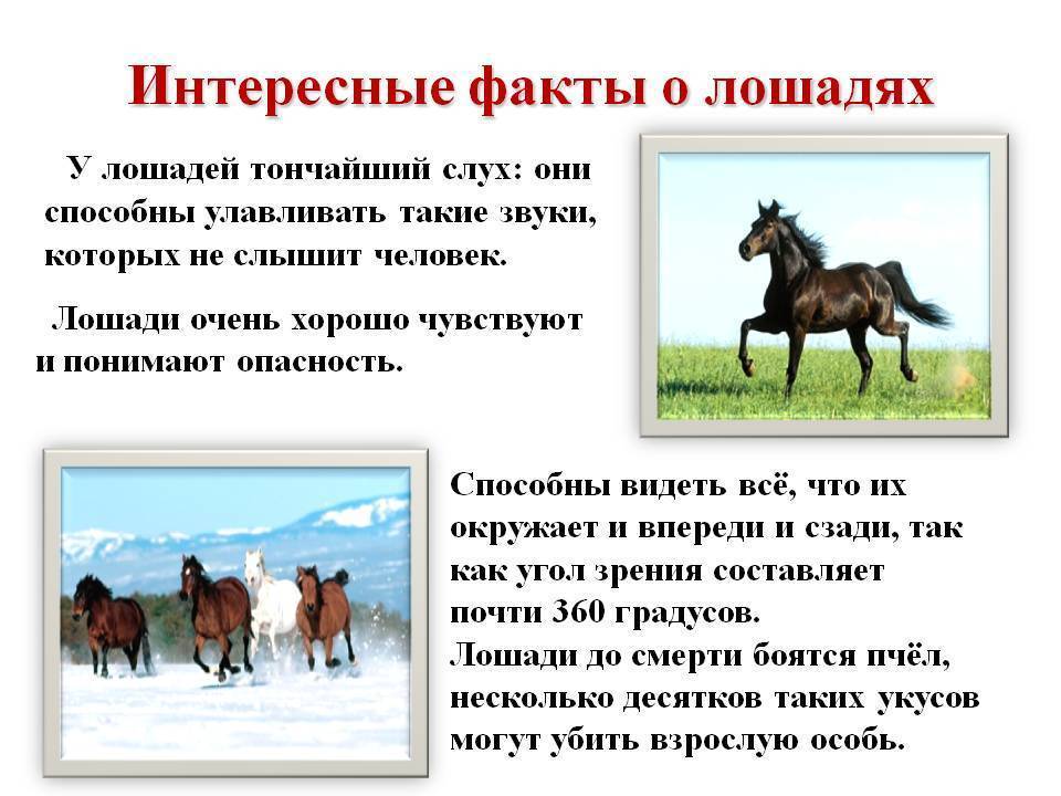Интересные факты о лошадях: все самое интересное о лошадя, об их жизни