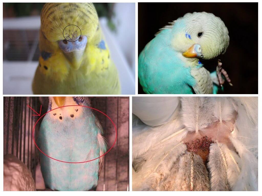 ᐉ средство от паразитов для попугаев: лечение попугая от клеща - zooshop-76.ru