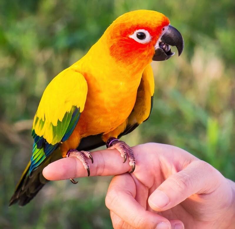 Попугай аратинга. образ жизни и среда обитания попугая аратинга | животный мир