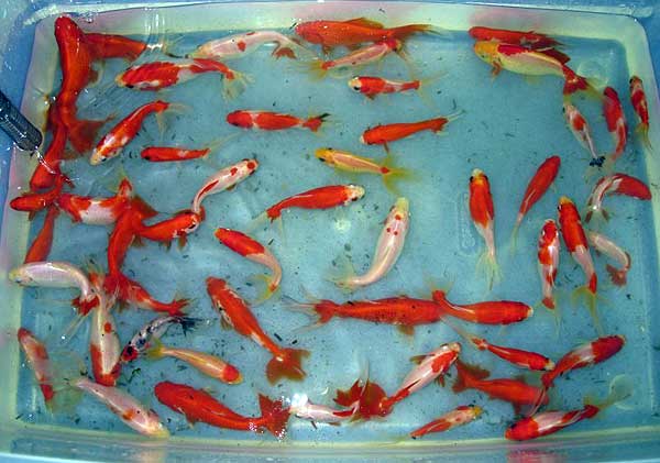 Разведение золотой рыбки