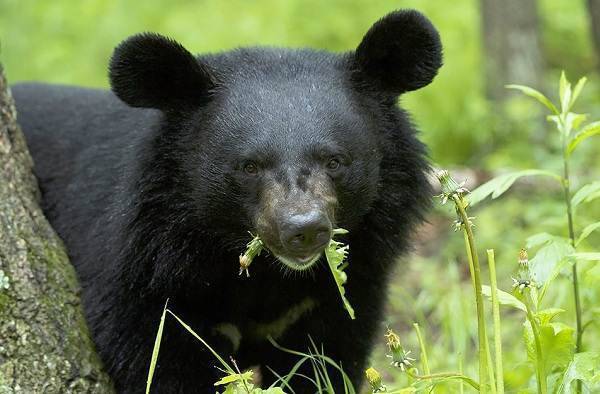 Белогрудый [гималайский, черный гималайский, черный уссурийский] медведь ursus thibetanus, белогрудый [гималайский, черный гималайский, черный уссурийский] медведь