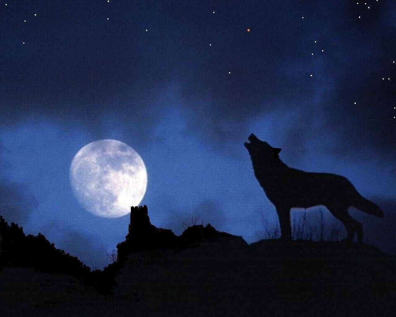 Почему волки воют на луну? : labuda.blog