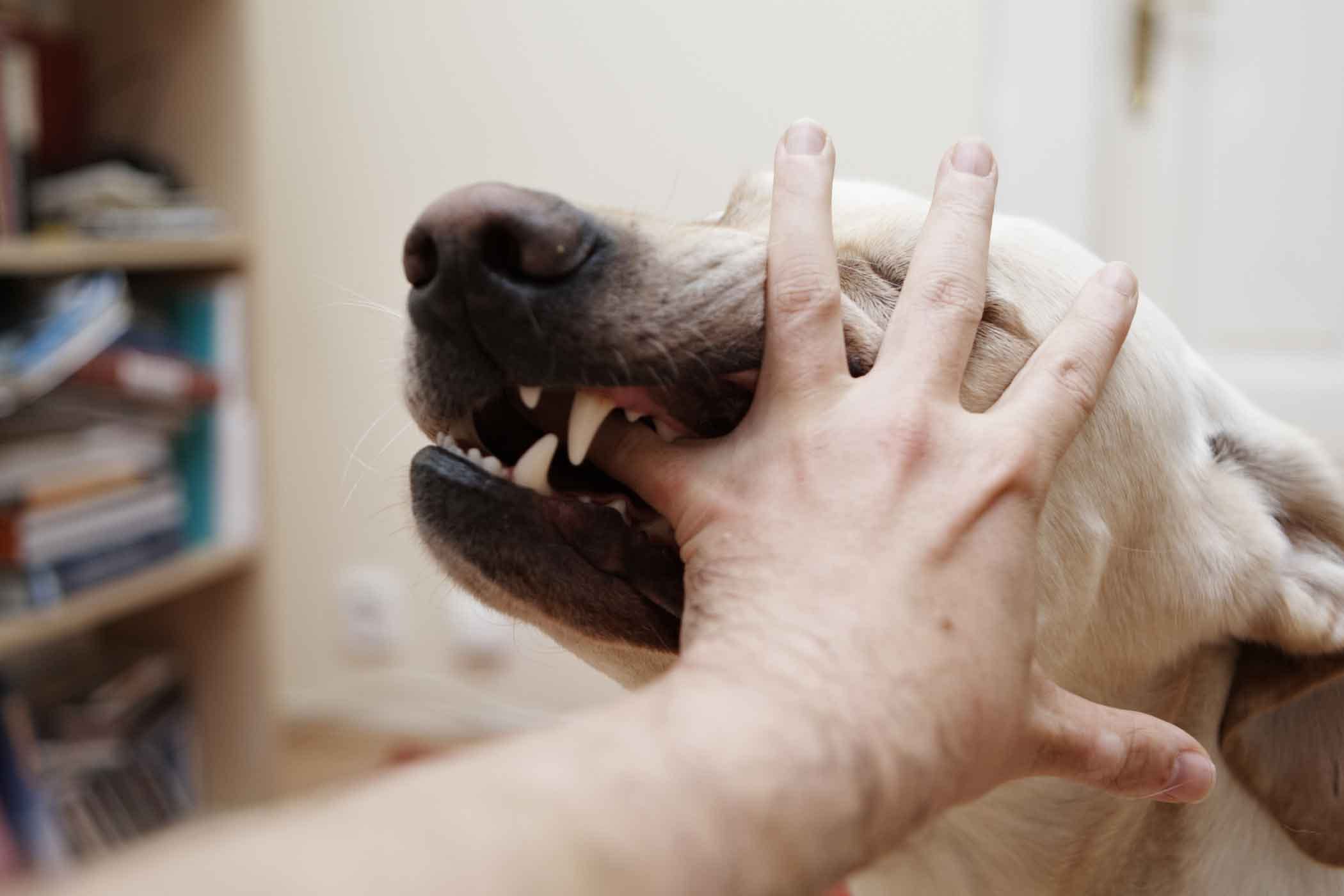 Отучаем щенка кусаться — простые советы от кинологов ⋆ собакапедия