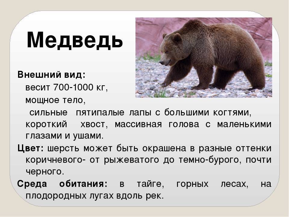Медведи: описание животного, сколько живут, виды, среда обитания