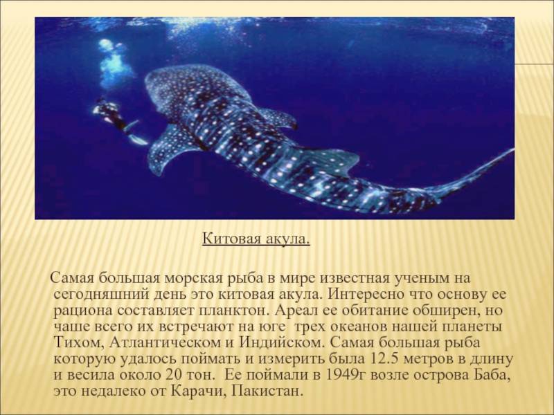 Китовая акула - самая большая рыба в мире. описание китовой акулы, её повадки и образ жизни