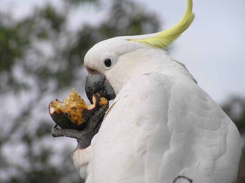 Попугай какаду: особенности, уход, характер | блог на vetspravka.ru