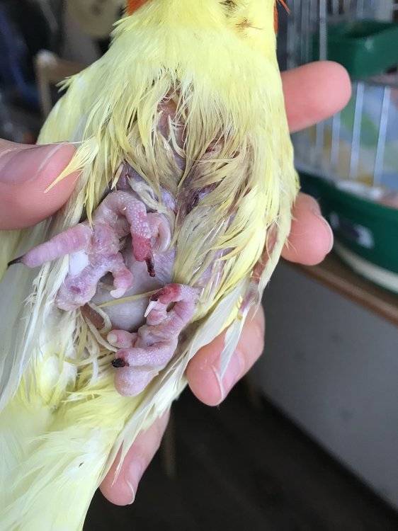Самка попугая несет яйца без самца