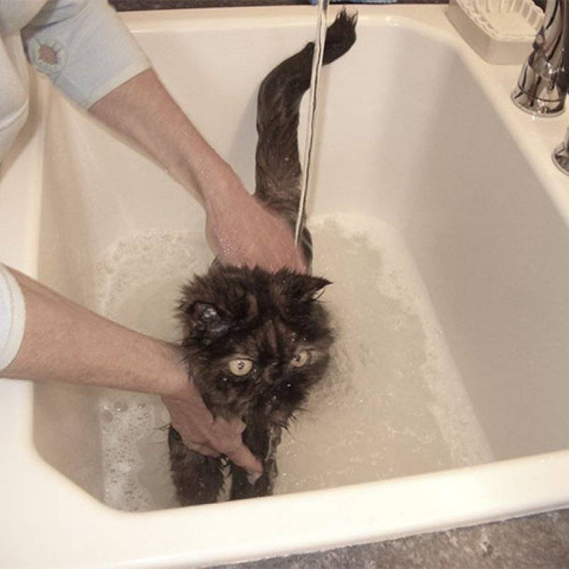 Чем можно помыть, искупать кошку, если нет специального шампуня