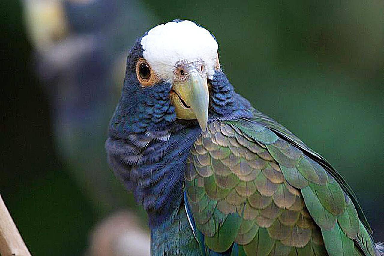 Волнистый попугай - правила по уходу за говорящим попугаем (50 фото)