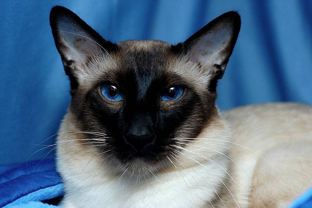 Балинезийская кошка: фото, описание породы, характер, цены