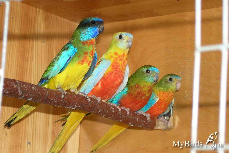 Травяной попугай: популярные виды, содержание и уход в домашних условиях