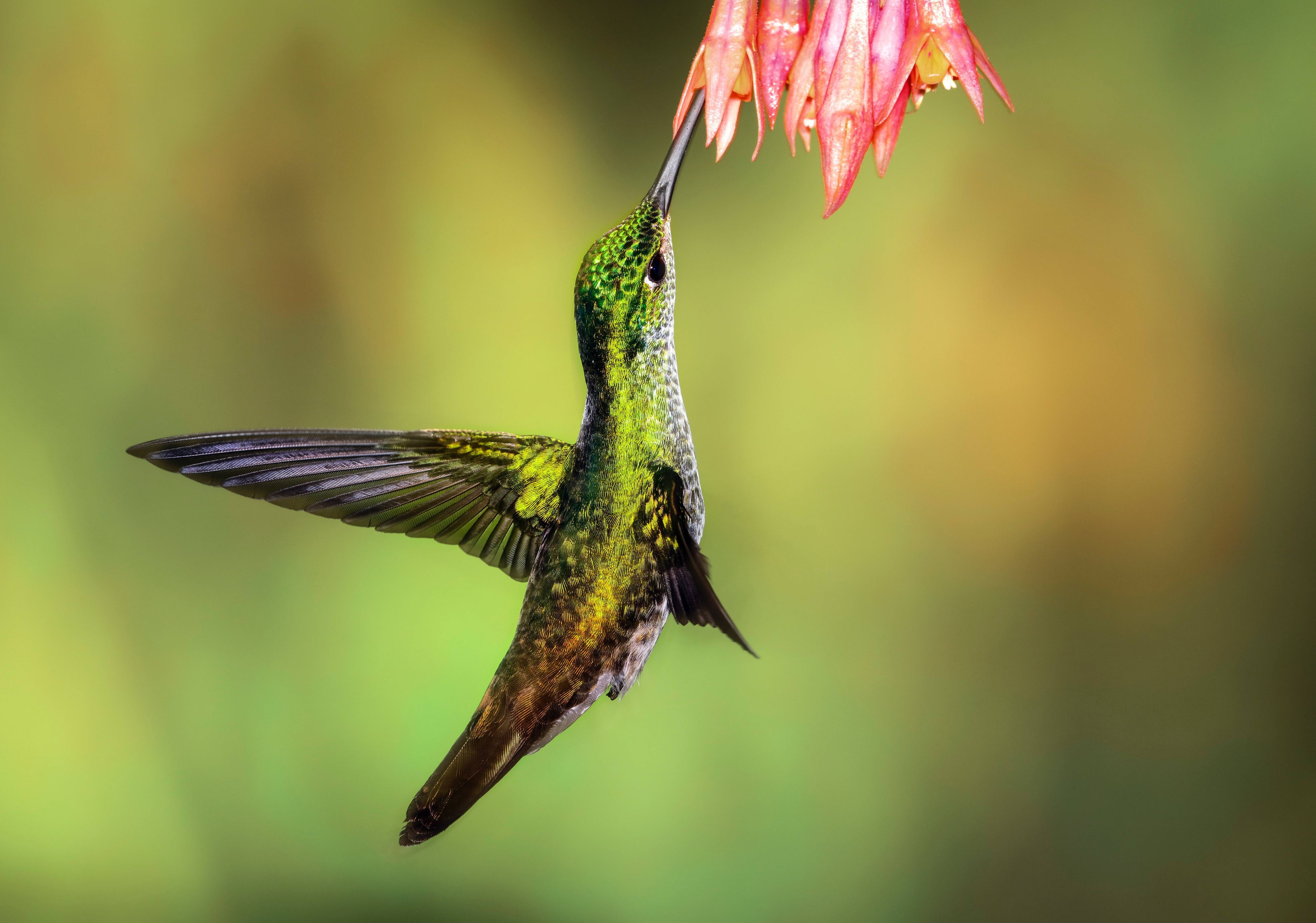 Птица колибри - интересные факты и фото