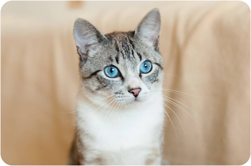 Новая порода охос азулес: описание кошек с голубыми глазами, правила содержания и уход
