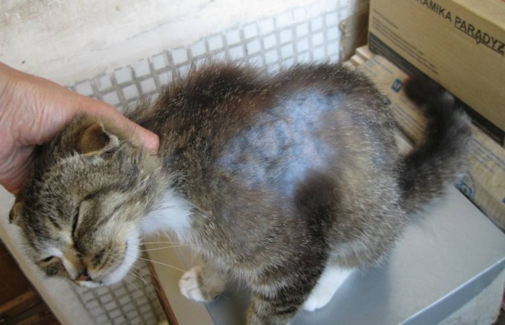 У кошки выпадает шерсть: причины. как ухаживать за шерстью кошки. | нвп «астрафарм»