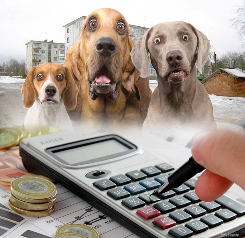 Налог на домашних животных может появиться в россии в 2019 году, что повлечет за собой непредвиденные последствия