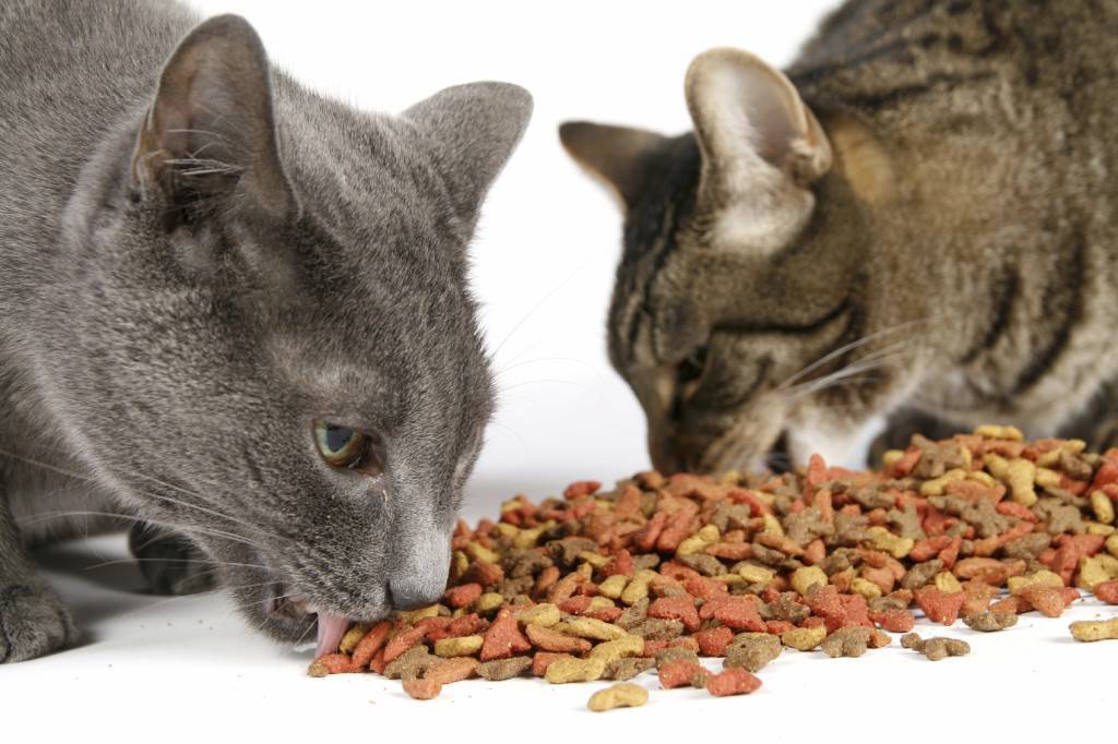 Кошка ест мышей – вредно или полезно? | энциклопедия домашних животных
