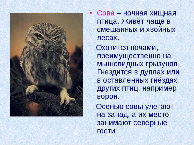 Виды сов, описание, особенности, названия и фото птиц