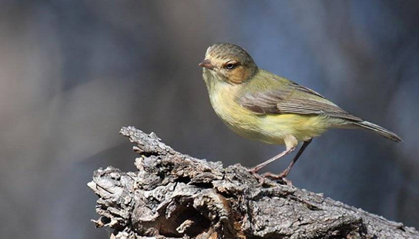 Какая самая маленькая птица в мире? самая маленькая хищная птица в мире