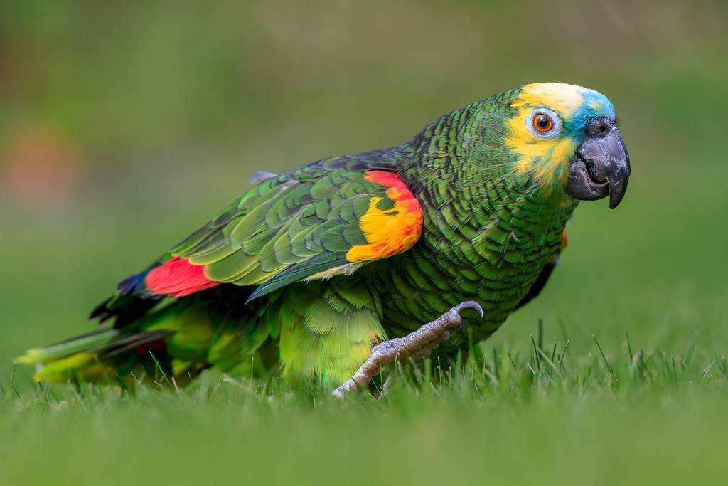 Зеленый попугай название породы