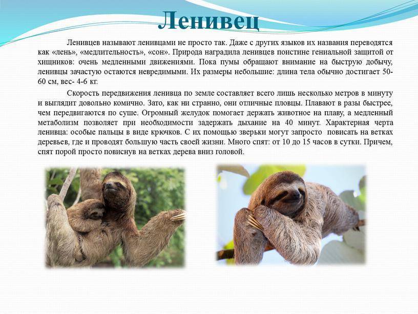 Ленивец – фото, описание, ареал обитания, питание, содержание