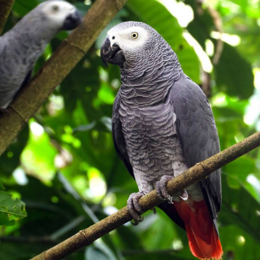 Попугай жако: описание, чем кормить, болезни, уход и содержание