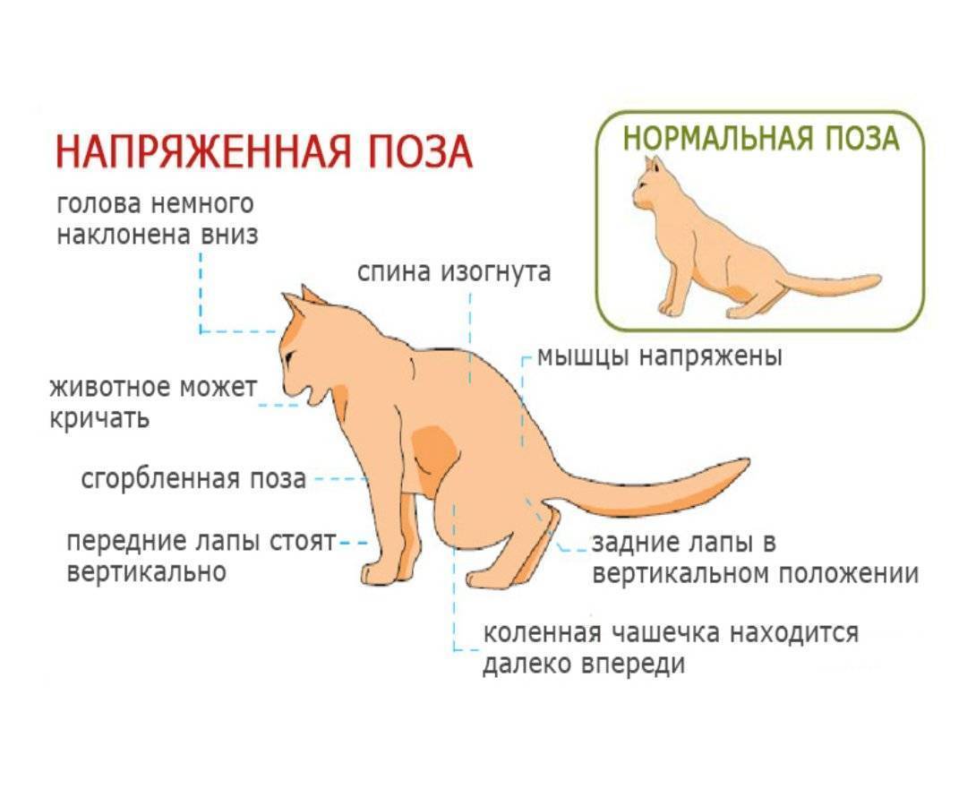 Ринотрахеит у кошек - как лечить заболевание