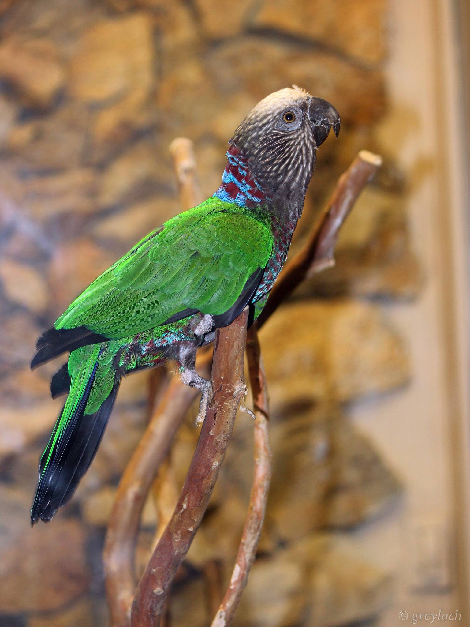 Попугай пиррура: существующие виды, описание, фото, содержание