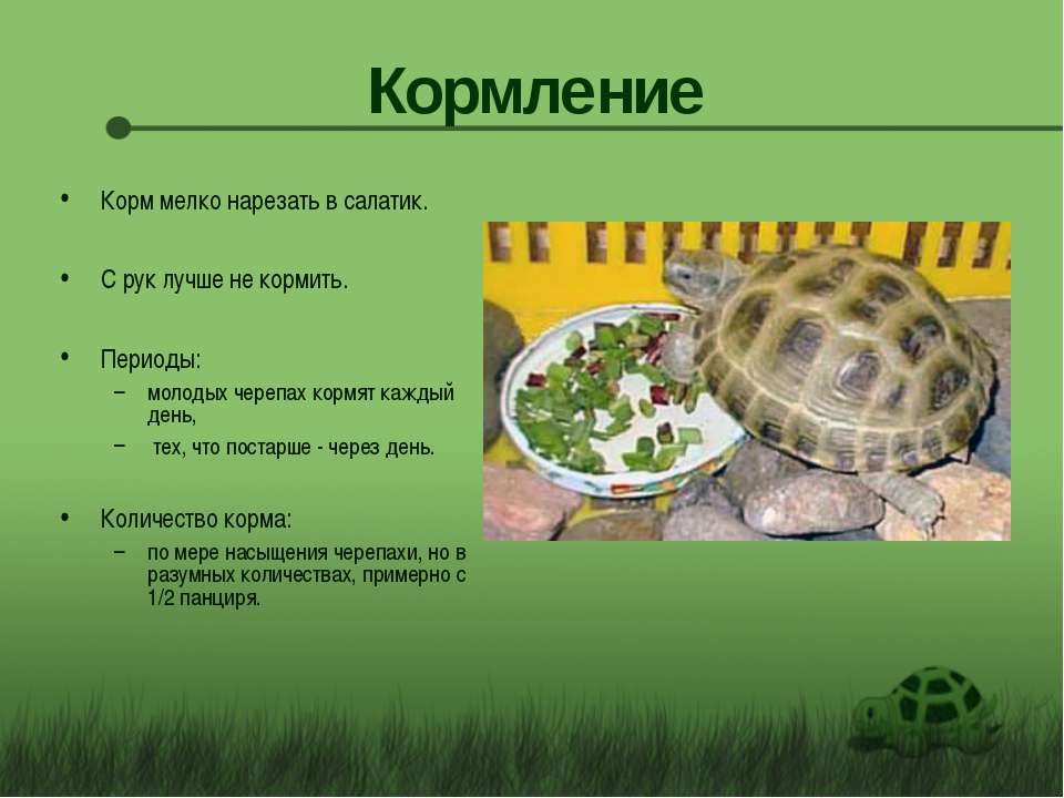 Чем кормить красноухую черепаху. составляем рацион