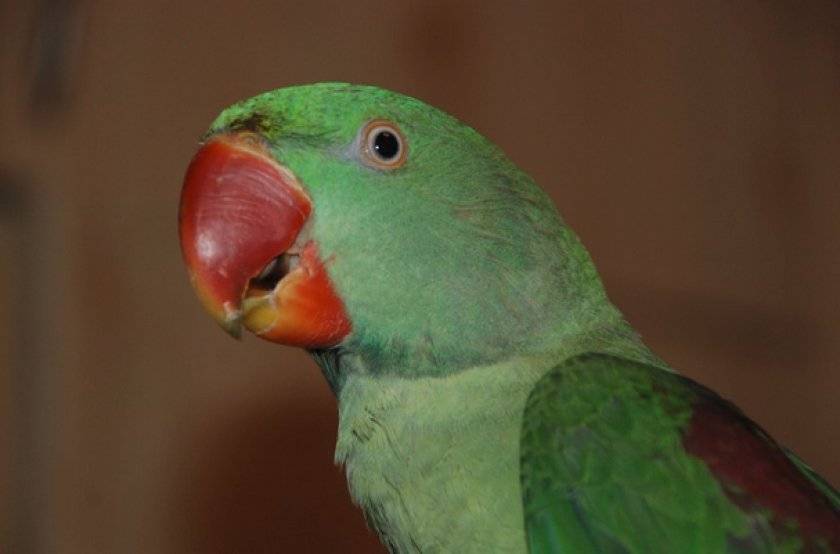 Ожереловый попугай: ???? внешний вид и породы | pet7
