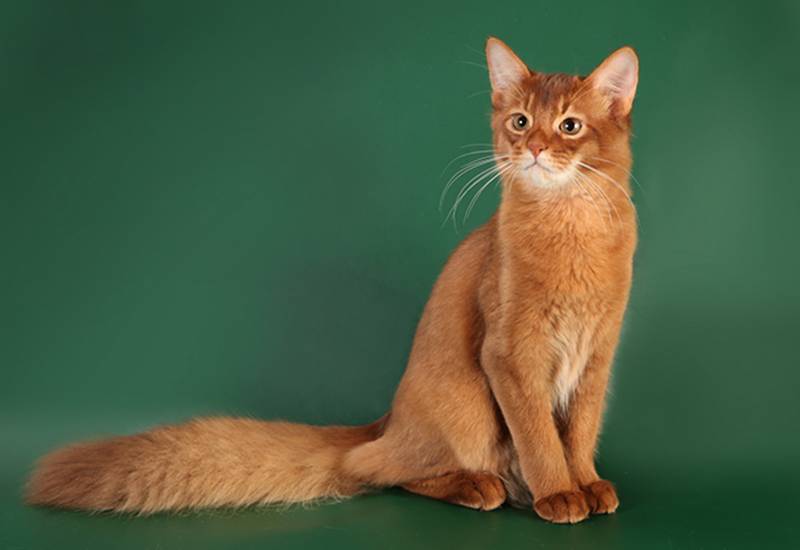 Cомалийская порода кошек: 45 фото, описание, стоимость котенка