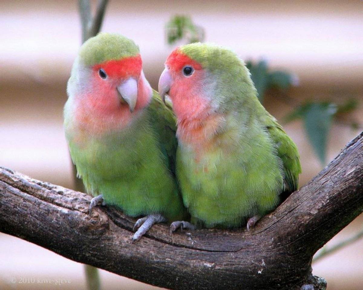 Как разговаривают попугаи неразлучники -