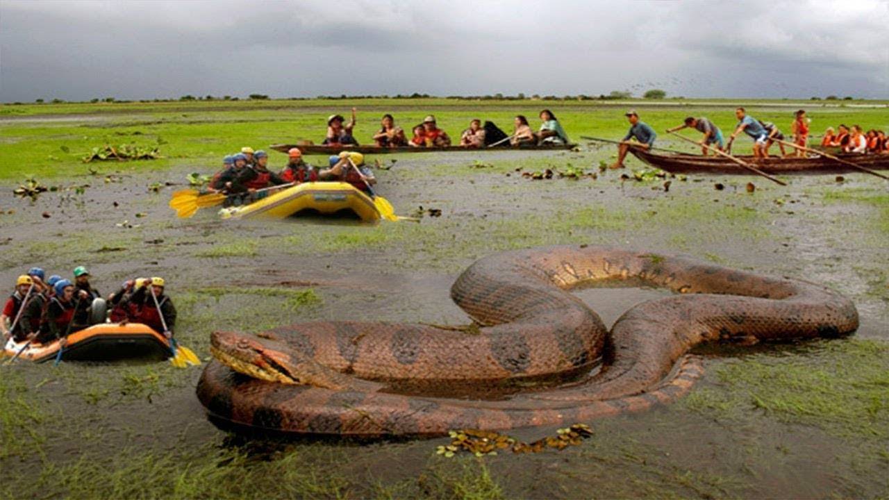 Самые большие змеи в мире по весу - лучшие топ 10