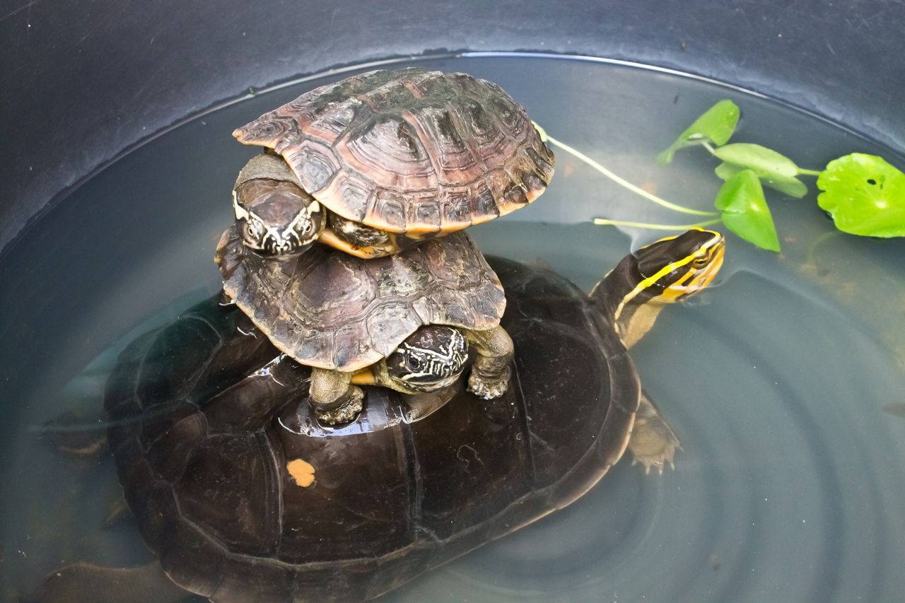 Содержание красноухой черепахи в домашних условиях: чем кормить и как за ними ухаживать