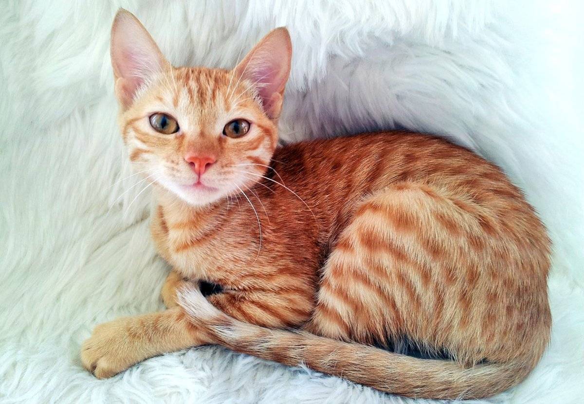 Короткошерстная кошка Аравийский мау: описание породы дружелюбных любимцев