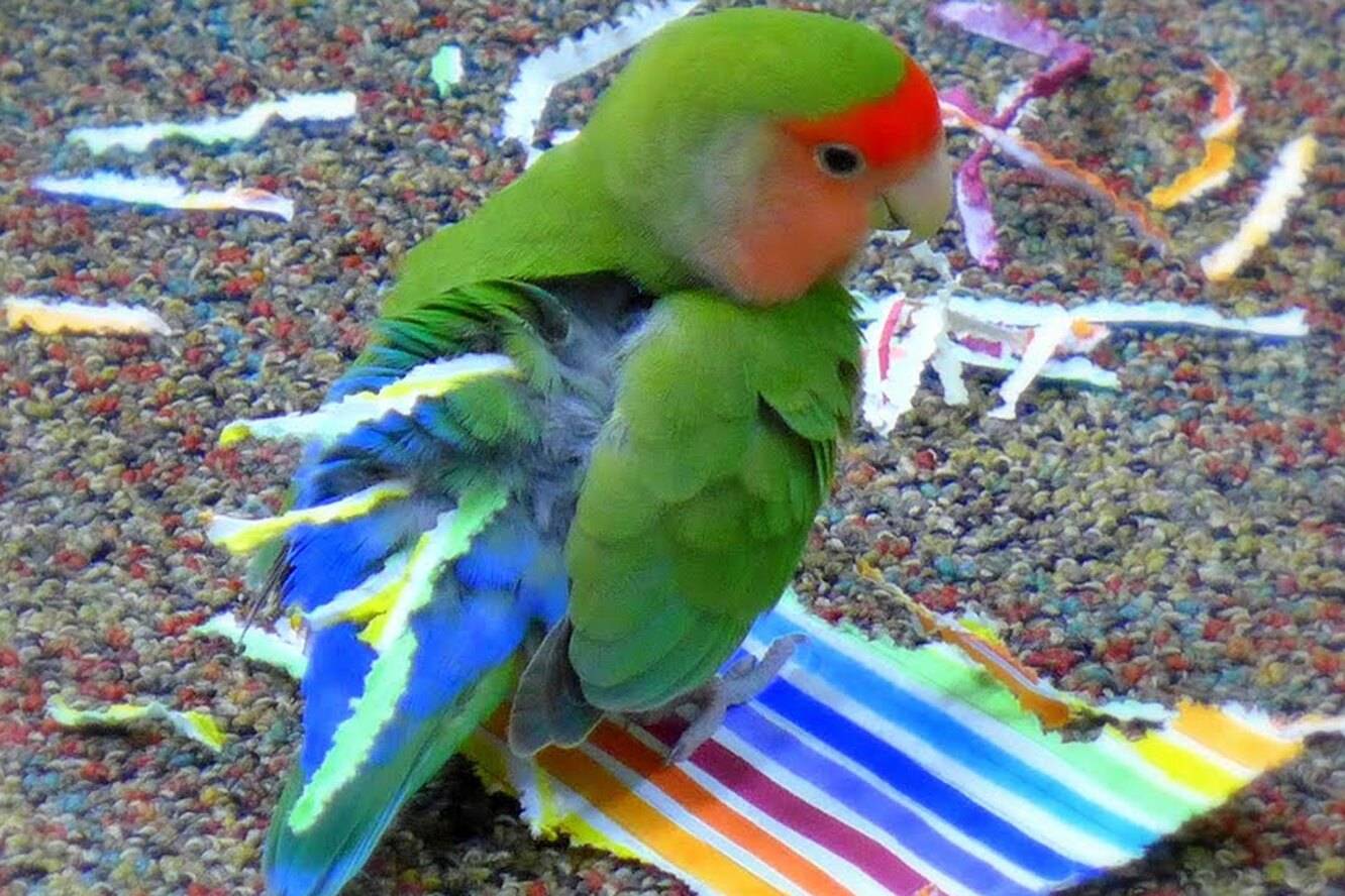 Зачем попугаи вставляют бумагу в хвост