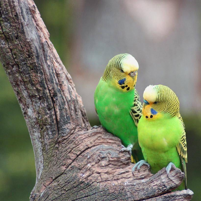 Подборка и обсуждение музыки для волнистых попугаев