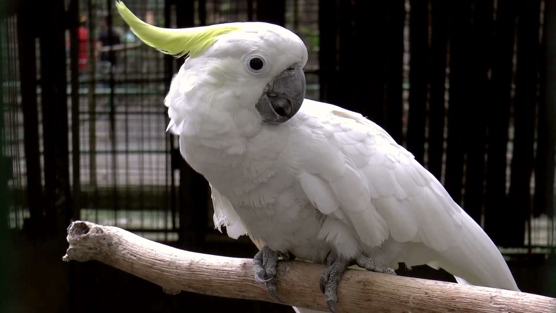 Большой белохохлый какаду : фото, видео, содержание и размножение