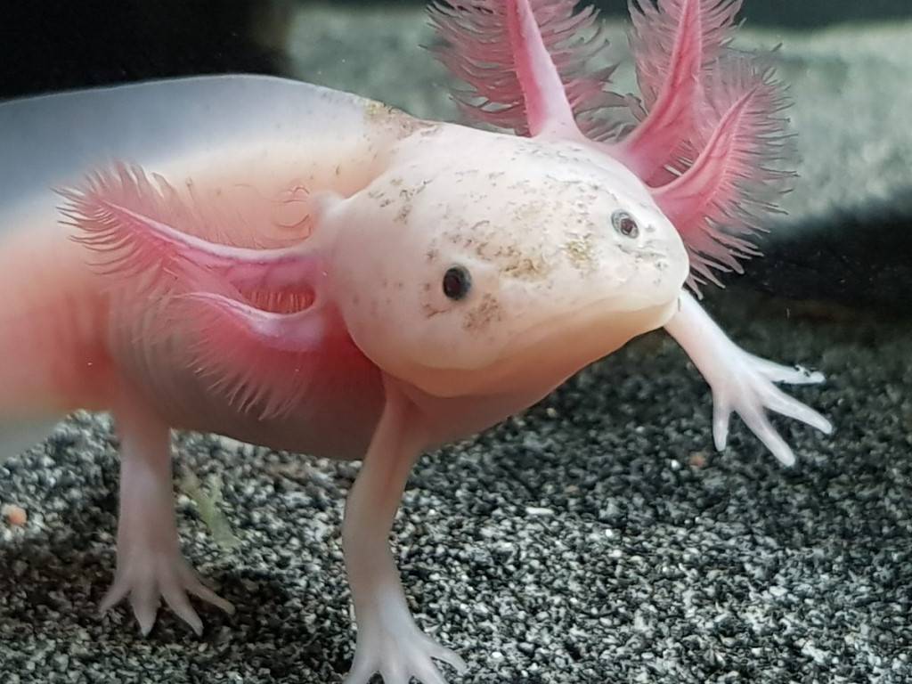 Аксолотль ???? (axolotl, ambystoma mexicanum): содержание, виды , совместимость, размножение, фото-видео обзор - aqa.wiki