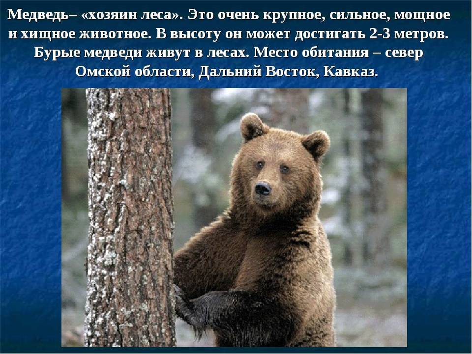 Бурый медведь животное. описание, особенности, образ жизни и среда обитания бурого медведя | живность.ру