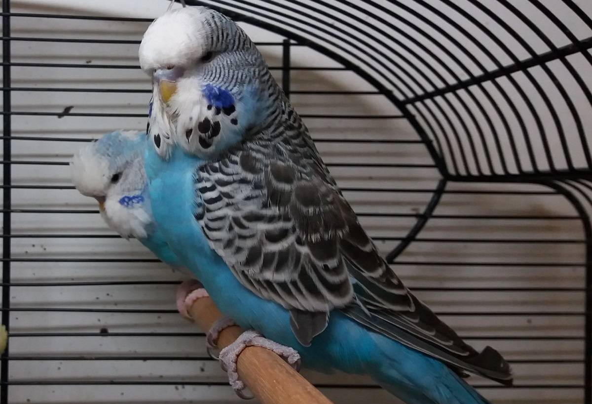 Попугай чех - выставочные волнистые попугаи, чем отличаются