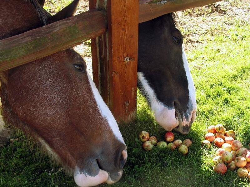 Что едят лошади: список разрешенных продуктов, обзор кормов, основные правила кормления