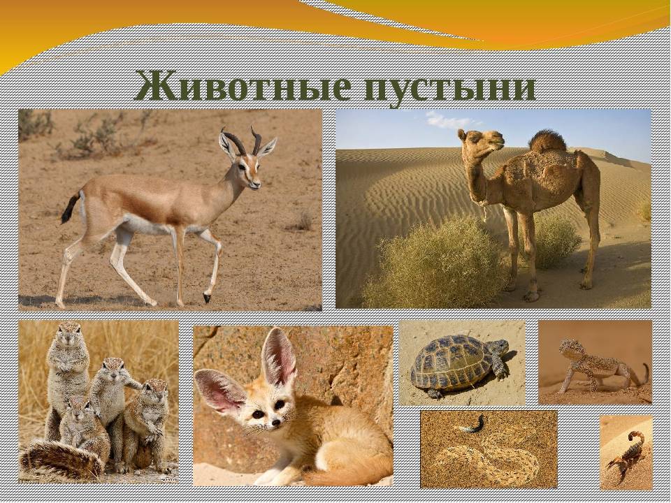 Животные пустыни и полупустыни россии и всего мира