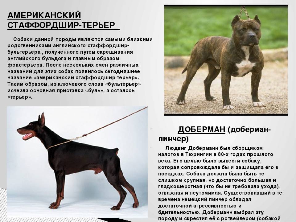 Топ-36 лучших собак для квартиры | dogkind.ru
